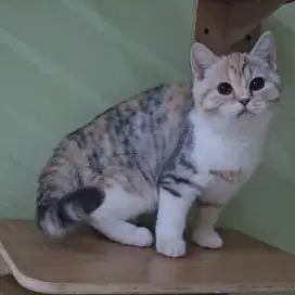 Kucing British Shorthair
