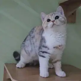 Kucing British Shorthair