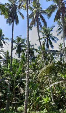 Tanah/Land 700 m2 di Candidasa dekat Jl Raya & Nirawana Beach Resort
