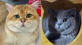 Jasa pacak british shorthair bsh