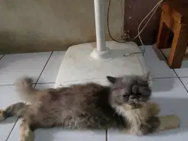 kucing persia peaknose