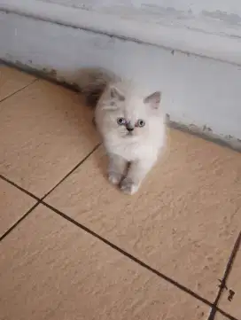 Kucing Persia himalaya