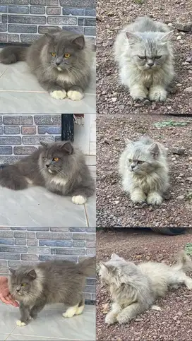 Lepas adopsi Kucing Persia Long hair jantan dan betina