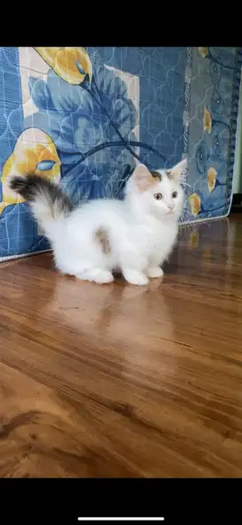 Munchkin jantan longhair