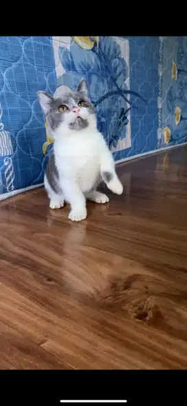 Munchkin british jantan