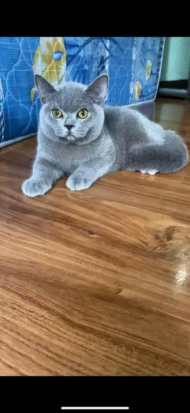 British shorthair line import