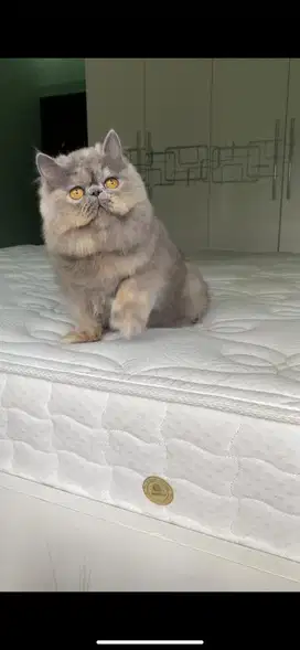 Exotic longhair betina