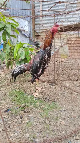 Jual ayam bangkok