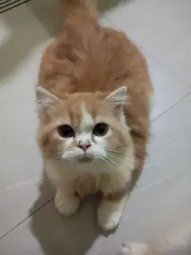 Kucing Persia Jantan FLATNOISE