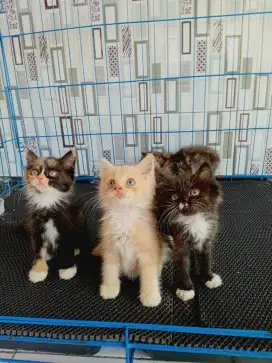 Aneka Kucing Persia murah meriah lucu