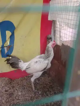 Jual ayam BK bulbi