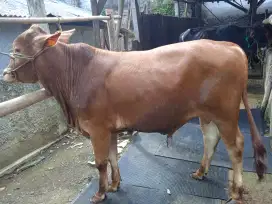 Di jual sapi untuk qurban