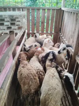 Domba ibadah idul Adha