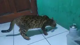 Mainan keluarga