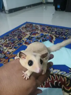Sugar glider jinak aman untuk pemula