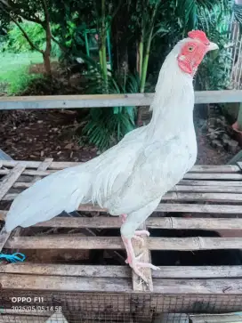 Ayam kampung Jangan bulu putih. Paruh putih. Kaki putih umr 6 bulan