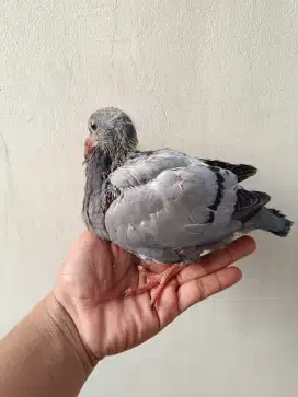 Burung merpati pos import lolohan jinak ff barter tuker tambah