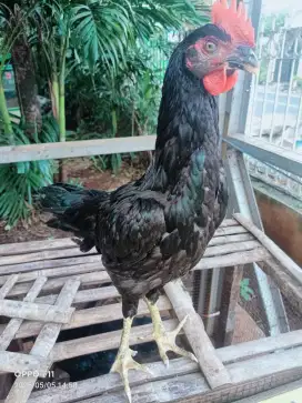 Ayam kampung Jantan bulu hitam umuran sekitar 5/6 bulan