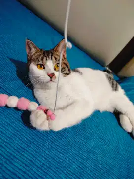 BSH TABBY WHITE SCOTTISH STRAIGHT - JANTAN