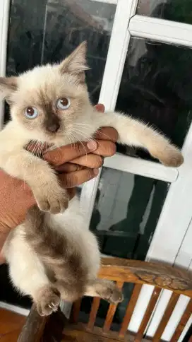 Kitten Persia Himalaya