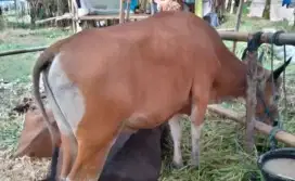 Sapi BIMA hewan kurban muali 17jutaan