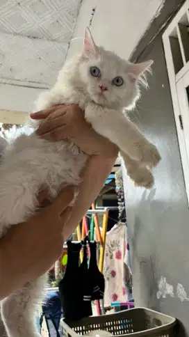 Kitten Persia Longhair