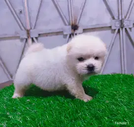 CHOW CHOW PUPPIES
