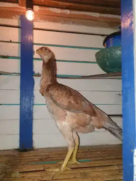 Ayam bangkok x pahkoy