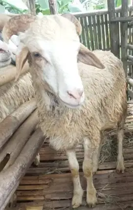 Domba Kambing Kurban Tiga Jutaan