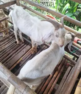 Kambing Kurban Rawatan Kandang