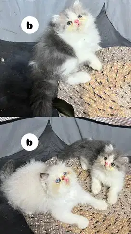 persia semi pesek jos longhair