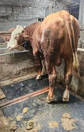 sapi qurban limosin 400-700 kiloan siap hewan kurban terbaik 2025 puas