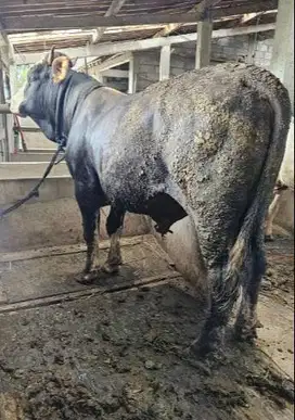 sapi qurban limosin 400-700 kiloan siap hewan kurban terbaik 2025 puas
