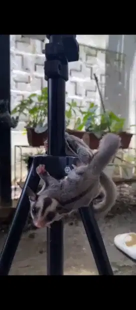 Sepasang Sugar glider gemuk