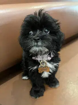 Tiny Silver Poodle Female