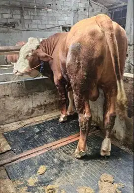 sapi qurban 400-700kiloan timbang real hidup2 siap kurban 2025 manteb