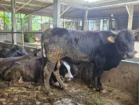 sapi qurban 400-700kiloan timbang real hidup2 siap kurban 2025 manteb