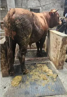 sapi jantan 400-700kiloan siap hewan kurban terbaik timbang real idup2