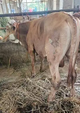 sapi jantan 400-700kiloan siap hewan kurban terbaik timbang real idup2