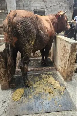 sapi jantan 400-700kiloan siap sapi qurban terbaik 2025 timbang real