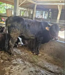sapi jantan 400-700kiloan siap sapi qurban terbaik 2025 timbang real
