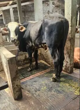 sapi kurban 400-700kiloan timbang real siap hewan qurban terbaik 2025