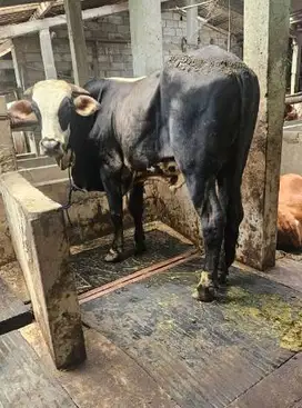 sapi jantan 400-700kiloan siap sapi qurban 2025 timbang real rawatan