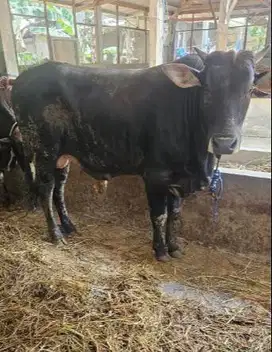 sapi jantan 400-700kiloan siap sapi qurban 2025 timbang real rawatan