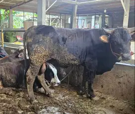 sapi qurban 400-700kiloan siap sapi kurban terbaik 2025 timbang real