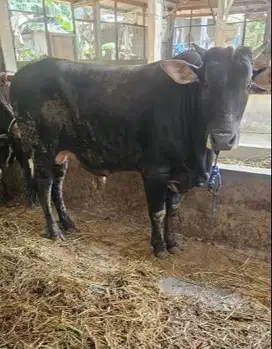 sapi qurban 400-700kiloan siap sapi kurban terbaik 2025 timbang real