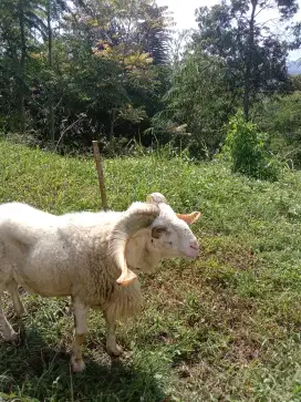 Domba buat Qurban Dan aqiqah