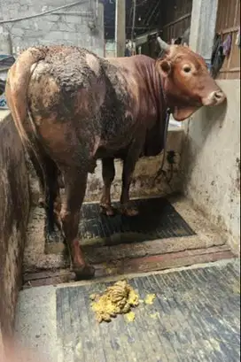 sapi jantan 400-700kiloan siap sapi kurban terbaik 2025 timbang real