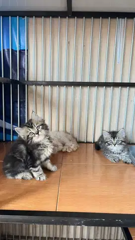 Kucing persia kitten