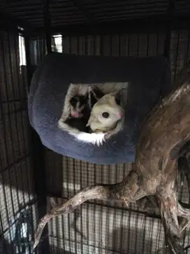 Jual 1 keluarga besar sugar glider